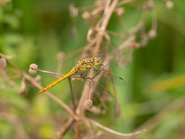 Steenrode heidelibel (Sympetrum vulgatum)